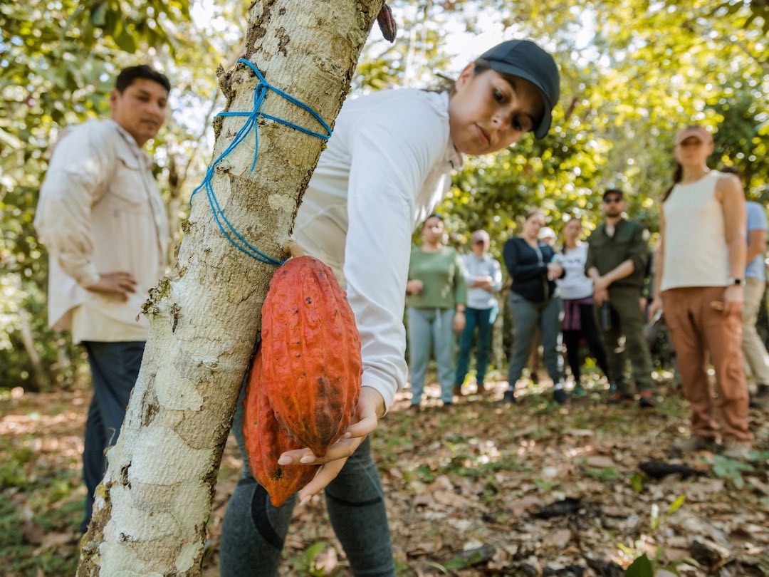 Picking cacao during Peru group tour