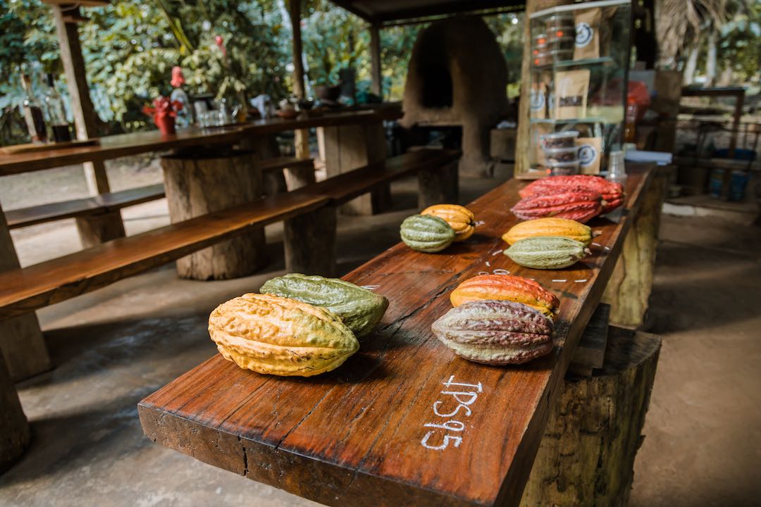 peru-amazon-38 Cacao plant in the Amazon, Peru