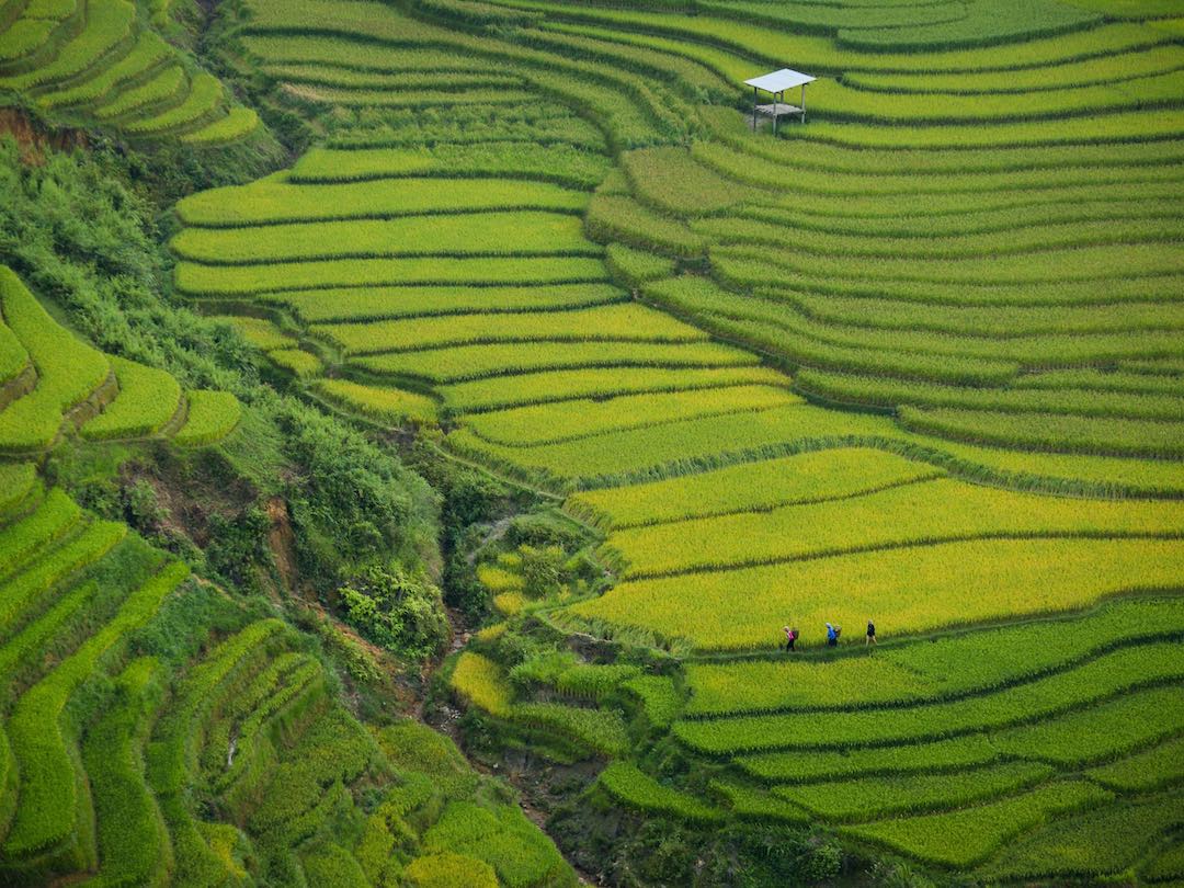 vietnam-cambodia-group-tour-3-1 Hiking the rice fields of vietnam during a vietnam and cambodia group tour