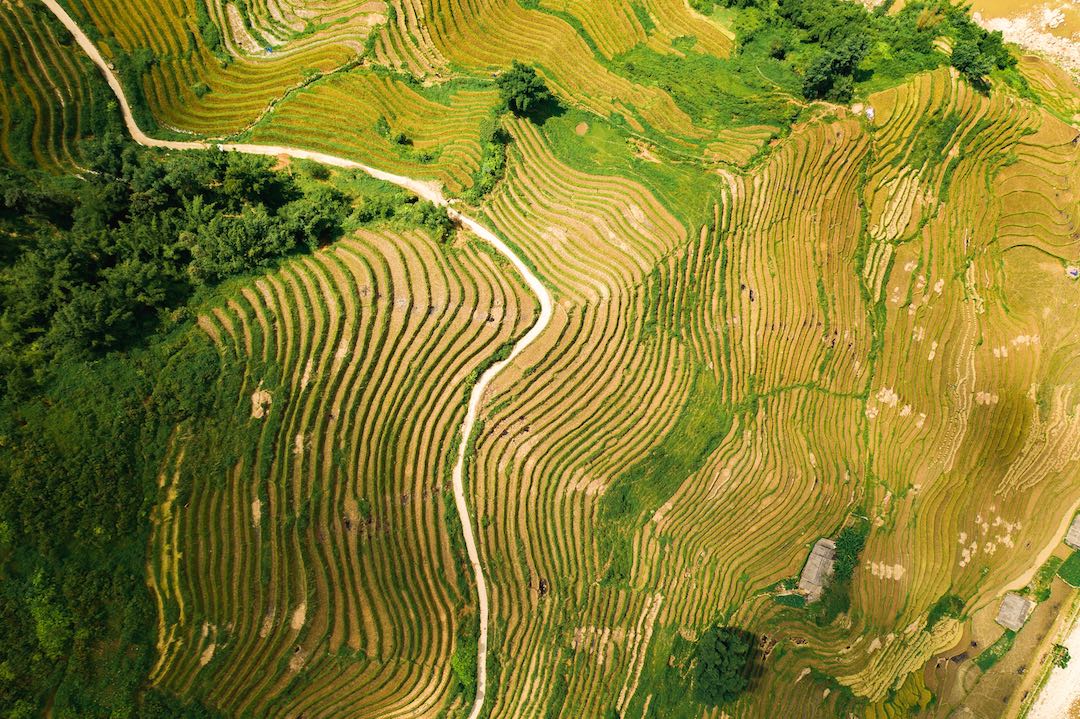 vietnam-cambodia-group-tour-9 Rice fields in Vietnam during small group tour