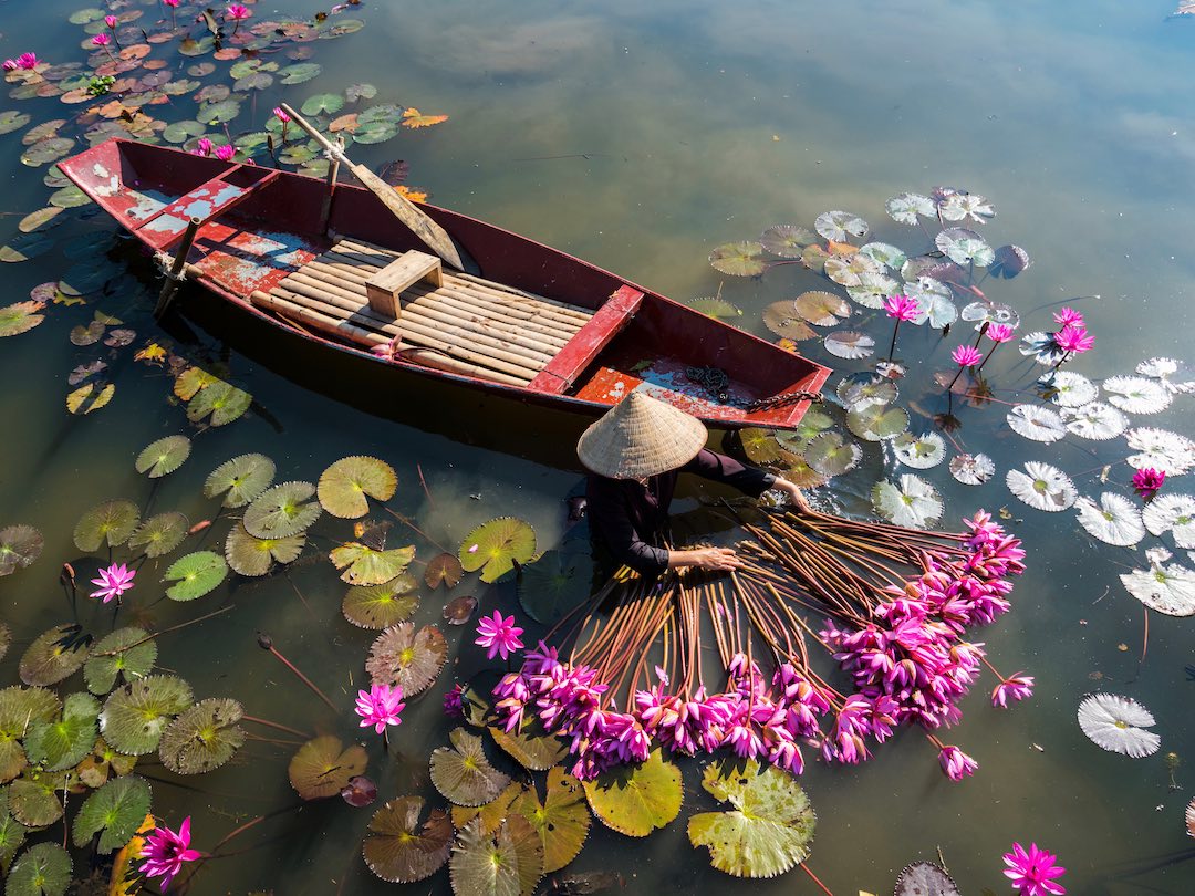 Yen,River,With,Rowing,Boat,Harvesting,Waterlily,In,Ninh,Binh, Flowers in the rive in Vietnam during our small group tour of vietnam and cambodia