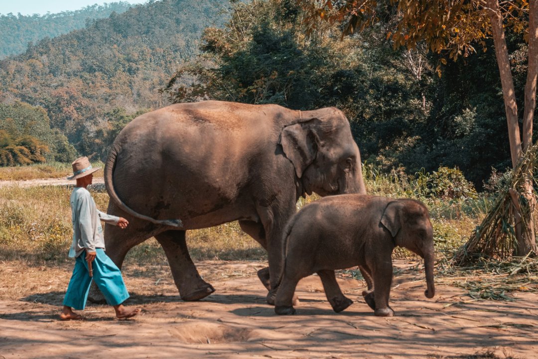 Elephant sanctuary on Thailand group tour