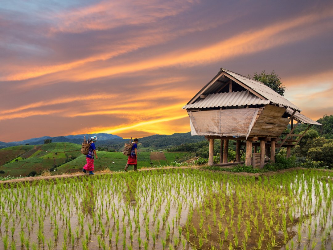 Hmong people and rice fields during Thailand group tour