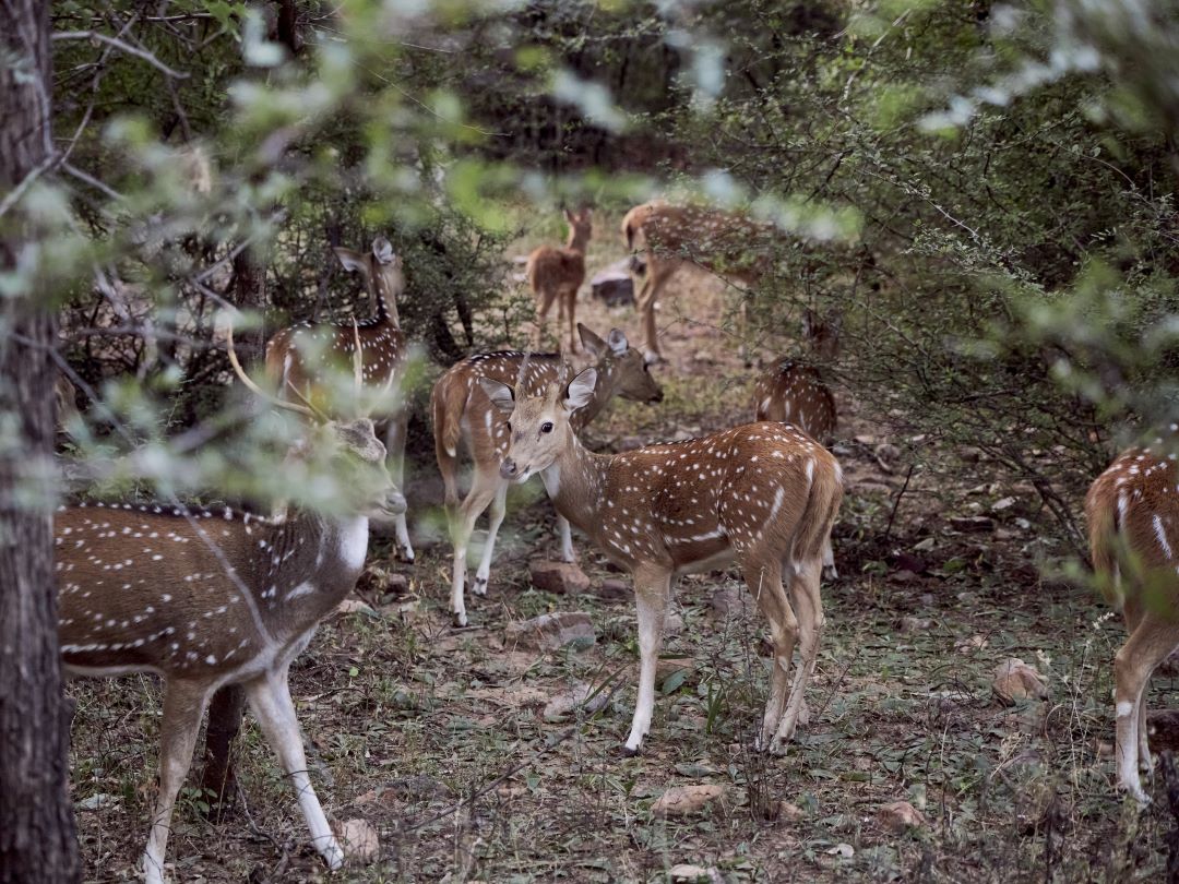 Animal spotting at Ranthambore National Park India