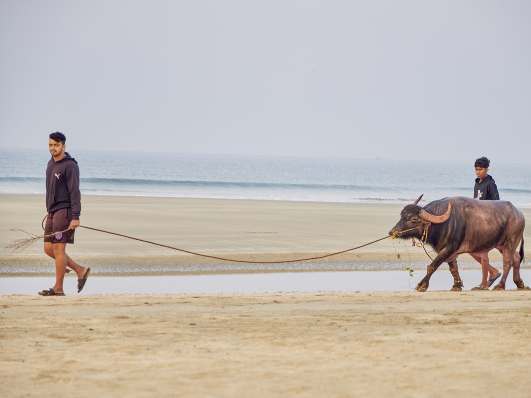 Locals pulling a cow along the beach in Goa India