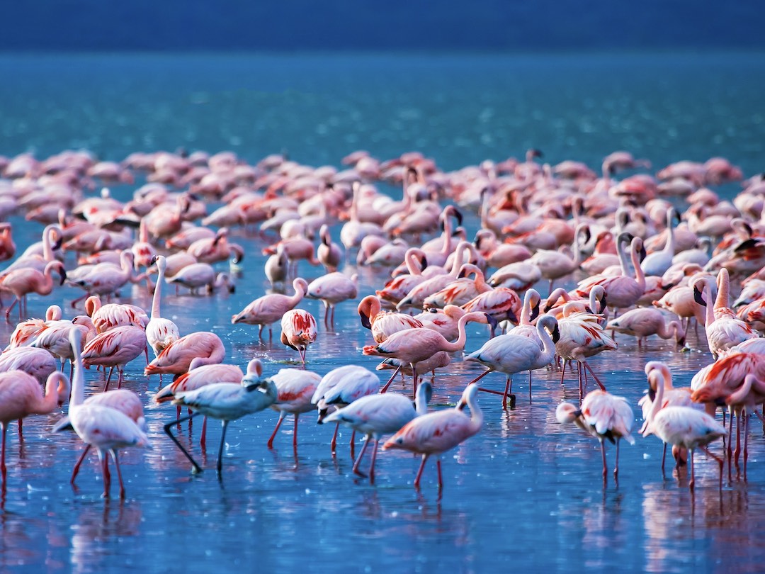 Flamingos in Africa during the Kenya & Tanzania group tour