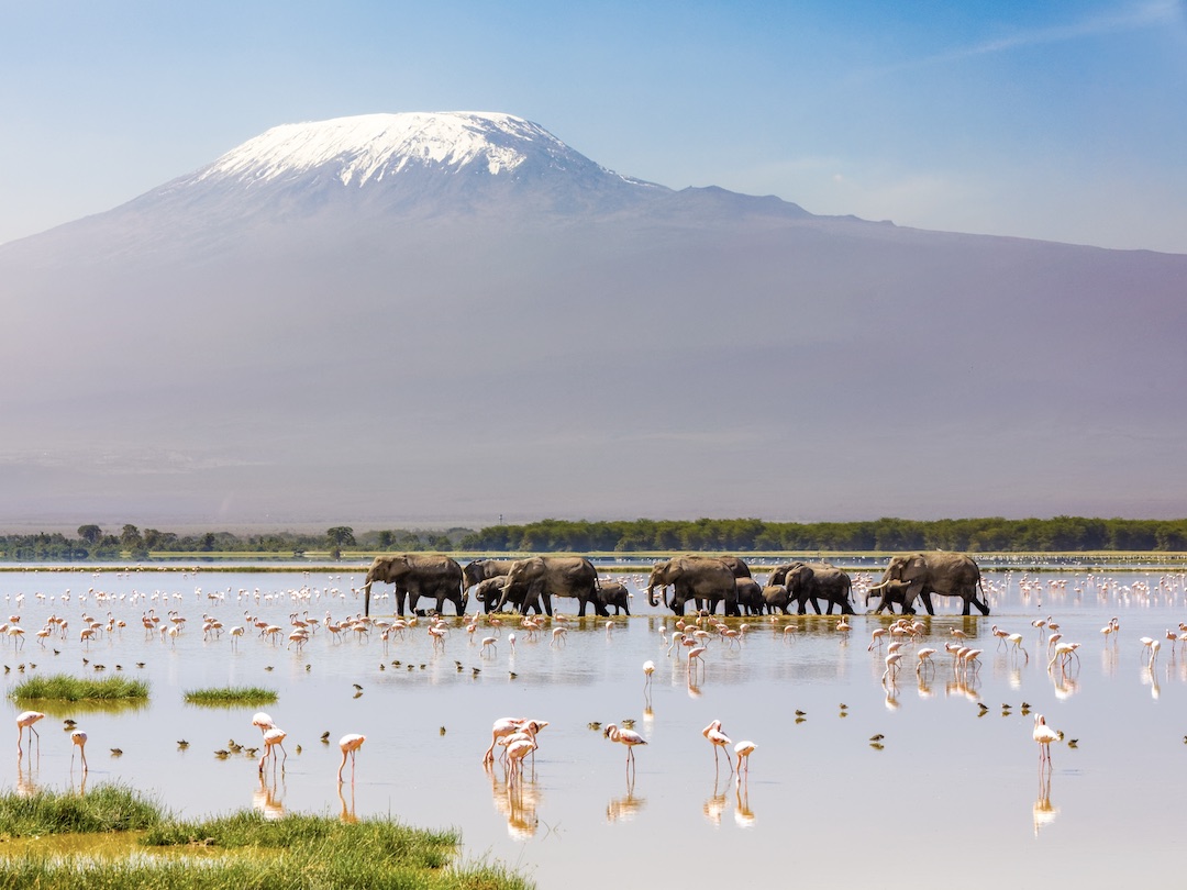 Elephants and flamingos in Amboseli National Park during the Kenya & Tanzania group tour