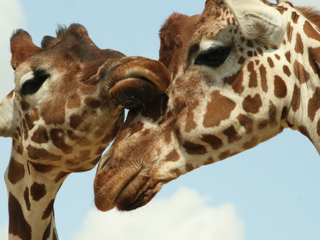 Two giraffes in the Giraffe Centre during the Kenya & Tanzania group tour