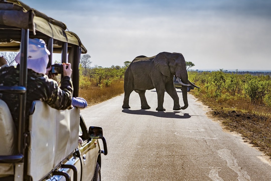 An elephant potted in Kruger National Park during the South Africa & Victoria Falls trip with Other Way Round Travel