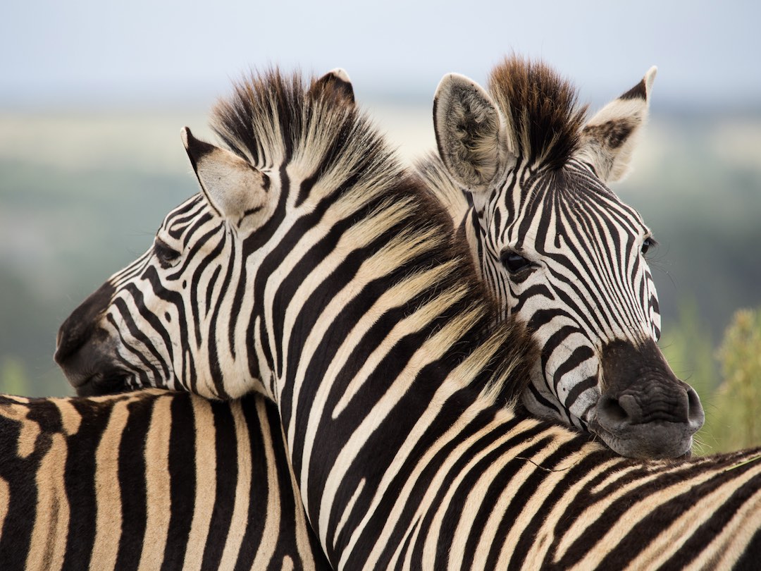 Zebras in Kruger National Park during the South Africa & Victoria Falls trip with Other Way Round Travel