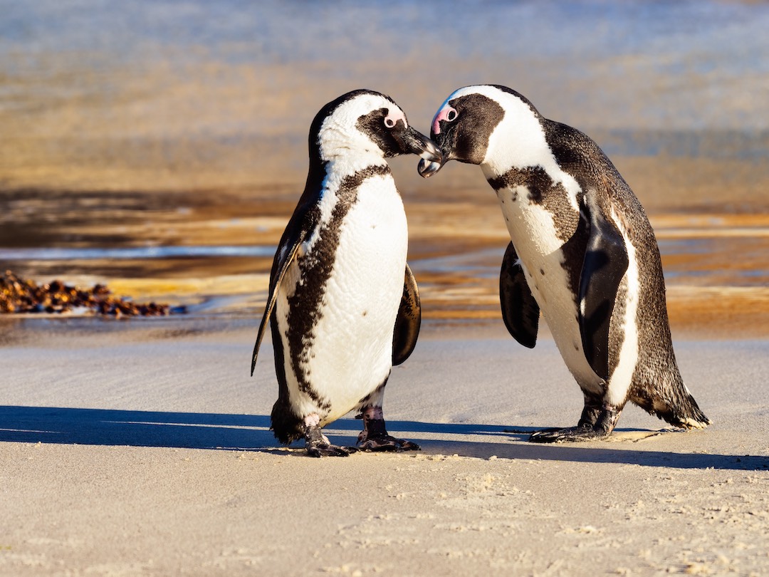 Two penguins during the South Africa & Victoria Falls trip with Other Way Round Travel