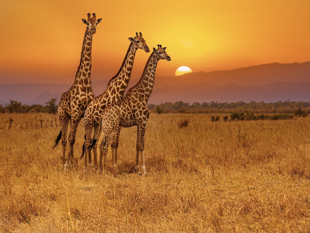 Three giraffes standing together during the South Africa & Victoria Falls trip with Other Way Round Travel