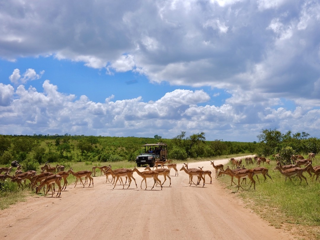 Antelopes in Kruger National Park during the South Africa & Victoria Falls trip with Other Way Round Travel