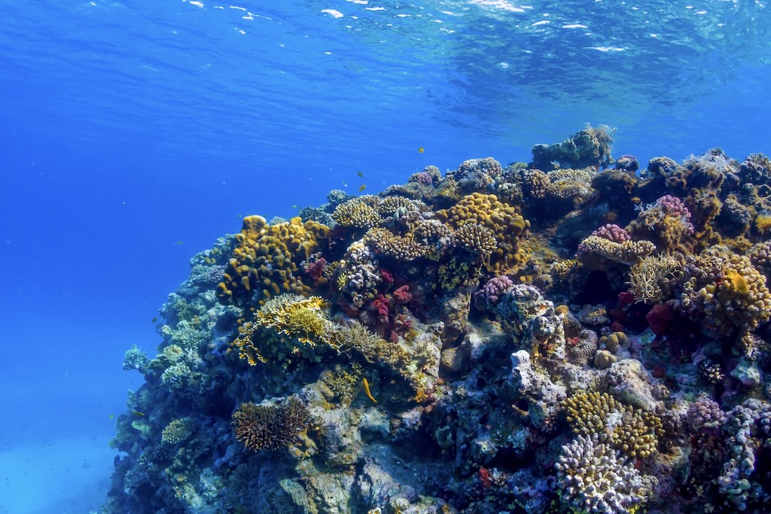 Corals and reefs of the Red Sea during the Jordan group tour with Other Way Round Travel