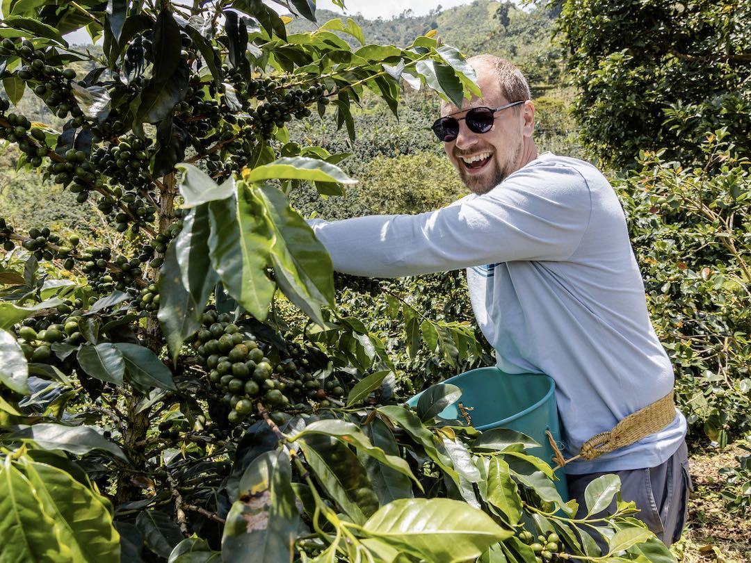 A farmer picking coffee berries from a tree on a coffee plantation during the Guatemala & Belize group tour with Other Way Round Travel