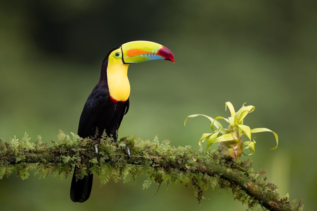Toucan in the rainforest during the Other Way Round Travel group tour of Costa Rica